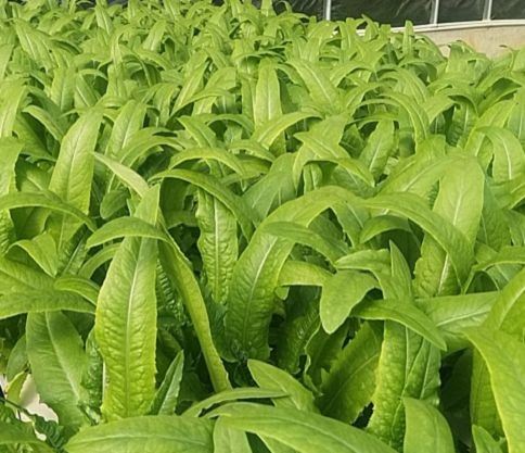 LE-YM2 Open Pollinated Long Leaf Lettuce Seeds (LE-YM2) 2