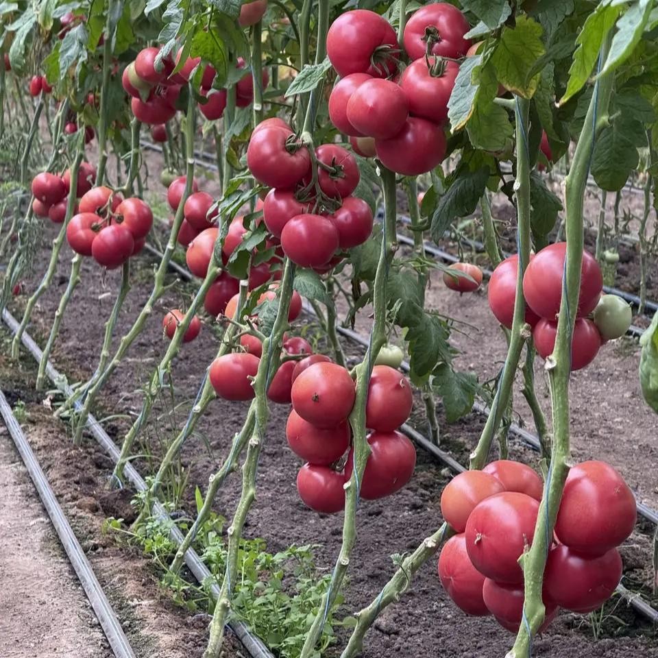 Pinkish Red Hybrid Oblate Shape Tomato TO-2320 2