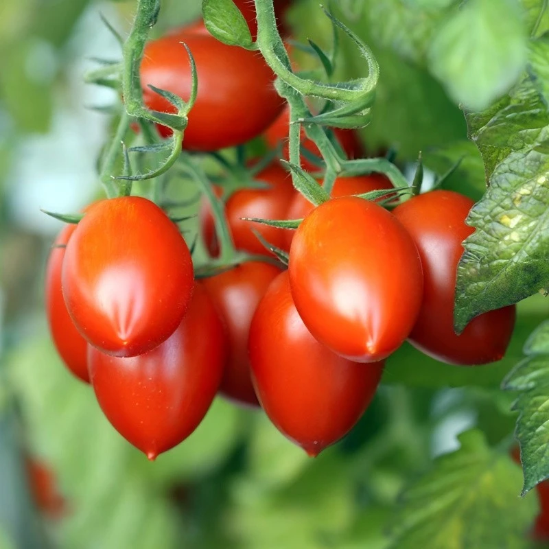 TY-resistant Saladette Indeterminate Roma Tomato Seeds TO-S581(1)